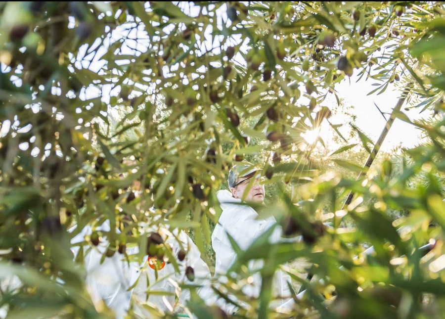 Foto de Agricultores Vareando Aceituna